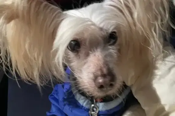 Найдена собака, Светлогорск, фото: Собака найдена у Спара на Калининградском 2А