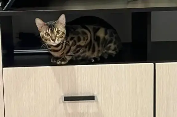 Пропала бенгальская кошка, Энгельса 35/2