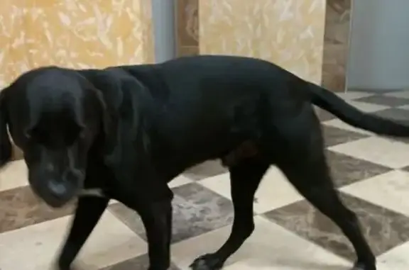 Найдена собака, Ростов-на-Дону, фото: Найдена собака, ул. Городовикова 34