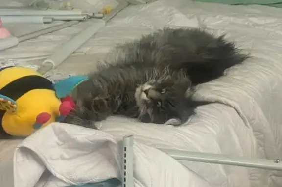 Найдена кошка, Москва, фото: Кошка найдена: Красная пл., Москва