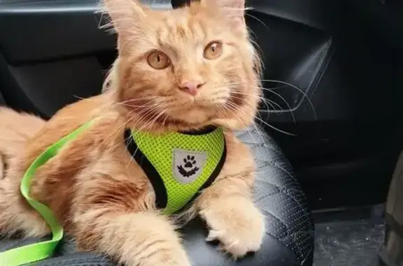 Пропала кошка, ул. Лизы Чайкиной, Сочи