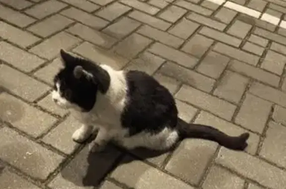 Найдена кошка, Калининград, фото: Кошка найдена: ул. Согласия, 50, Калининград