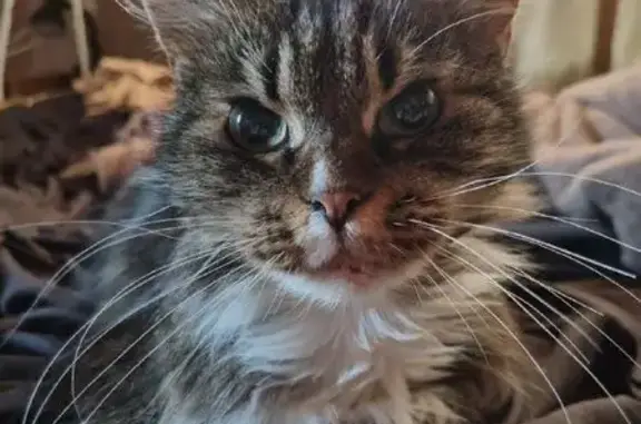 Найдена кошка, Санкт-Петербург, фото: Кошка найдена на Ленинском проспекте, 127