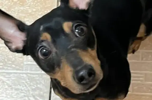 Найдена собака, Ульяновск, фото: Собака найдена: ул. Циолковского 5, Ульяновск