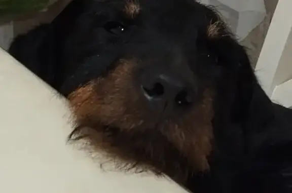 Пропала собака, ул. Рубцова 36, Симферополь