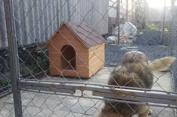 Пропала собака, Мостовая ул., Таганрог