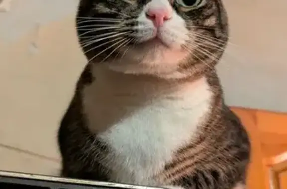 Пропала кошка на Миллионной улице, СПб