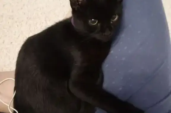 Пропала кошка, ул. Чернышевского 24