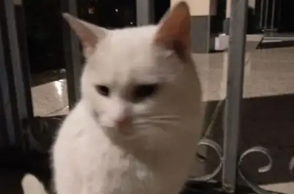 Найдена кошка, Калининград, фото: Кошка найдена у лицея №49, ул. Кирова, 28