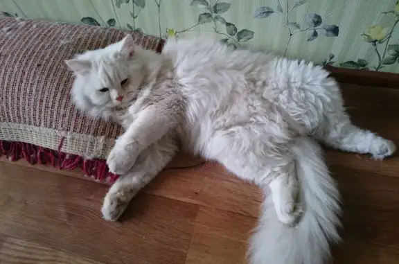 Пропала кошка, Краснодарский край