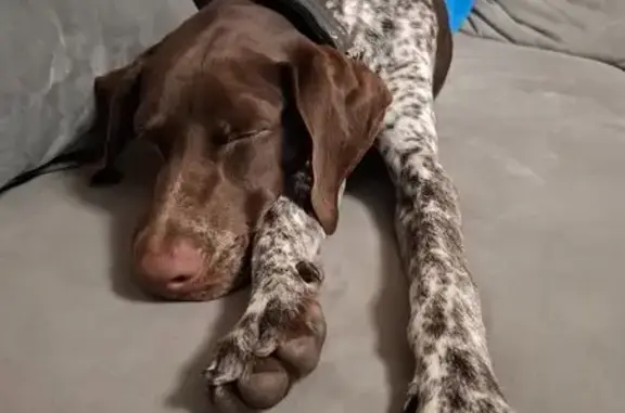 Найдена собака, Краснодар, фото: Собака найдена: Путевая ул., 68, Краснодар