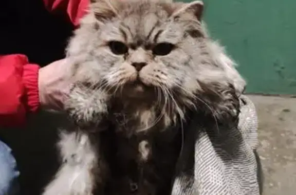 Найдена кошка, Чехов, фото: Кошка найдена у Ветпрофальянс, Маркова 9