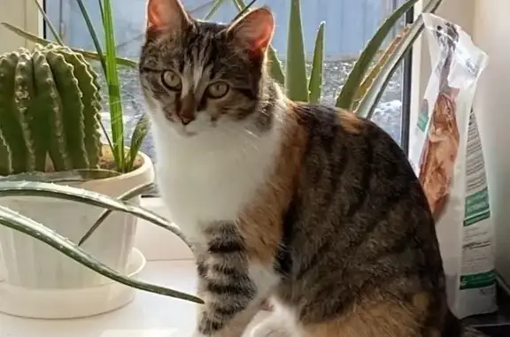 Кошки потеряшки, Новошахтинск, фото: Потеряшка кошка Мурка, Заводская ул., Новошахтинск