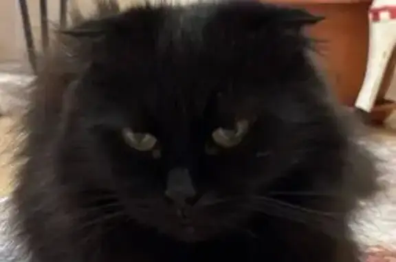 Найдена кошка, Москва, фото: Кошка найдена: Планерная ул, 7 к1, Москва