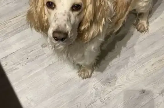 Пропала собака в Одинцово, СНТ 40 лет октября