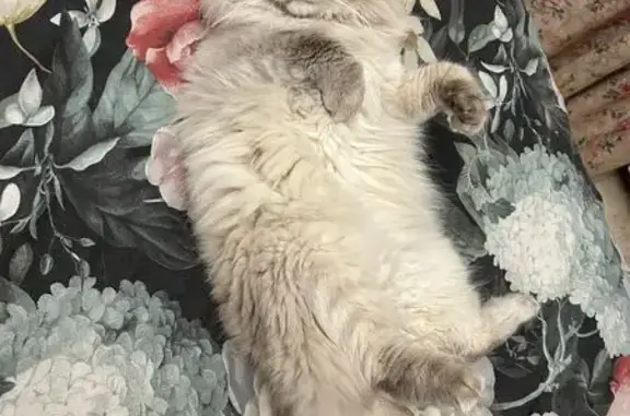 Пропала кошка, Камышовый пер., Новоподклетное