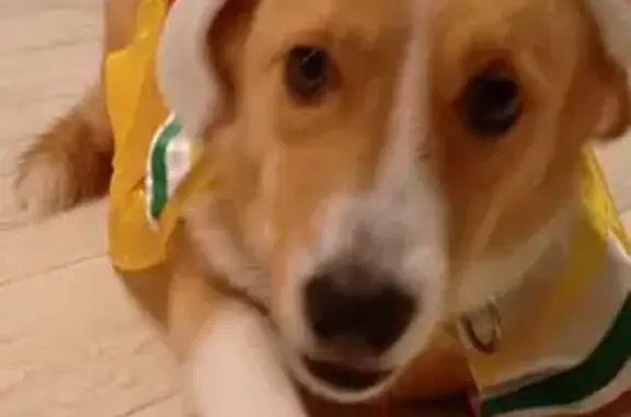 Пропала собака в Засечном, Пензенская обл.