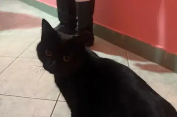 Найдена кошка, Бугульма, фото: Найдена кошка, ул. Ленина 28, Бугульма