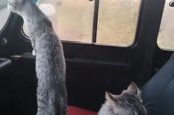 Пропали кошки, Склизкова 70 к3, Тверь