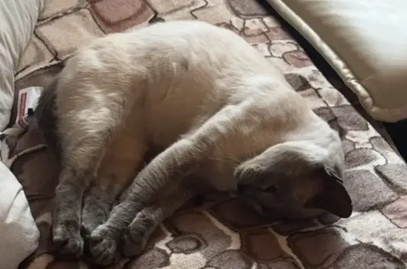 Пропала кошка, пл. Ленина, Серпухов