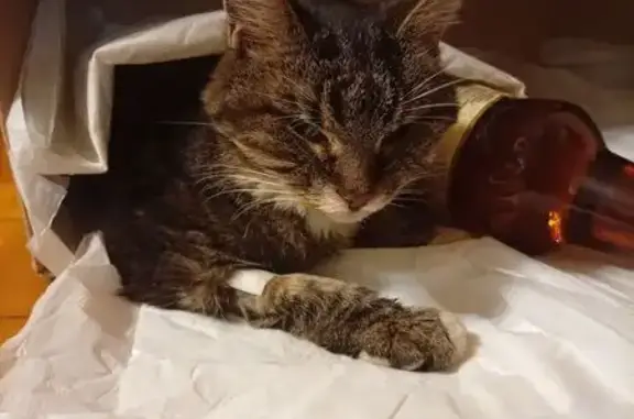 Найдена кошка, Москва, фото: Кошка найдена: проезд Шокальского, Москва