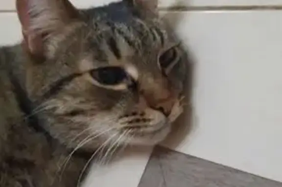 Найдена кошка, Казань, фото: Кот найден, Аланлык 47, Казань