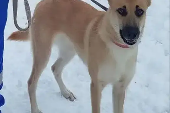 Пропала собака, СНТ Чайка, Калининград