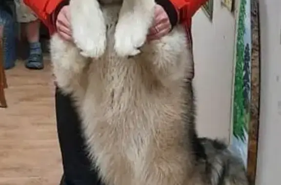 Пропала собака, ул. 1 Мая, 29, Верхний Тагил