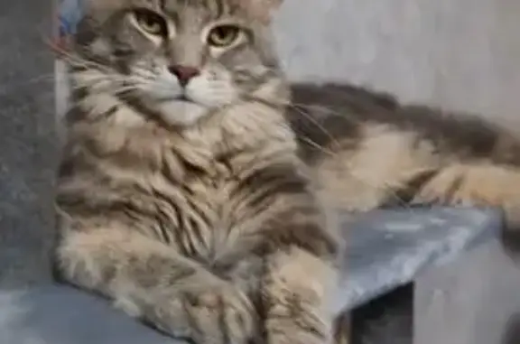 Пропала кошка, Васильевка, Смоленск.