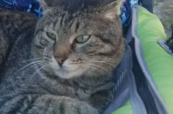 Пропала кошка, Орджоникидзе 14, Ульяновск