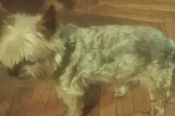 Найдена собака, Москва, фото: Йорк найден: Ленинский проспект, 152