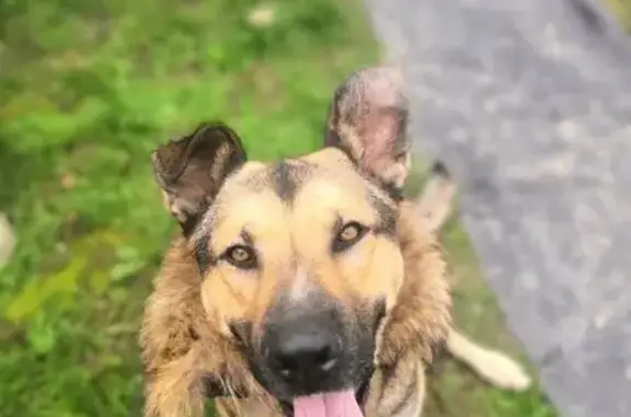 Пропала собака в Беляево, МО