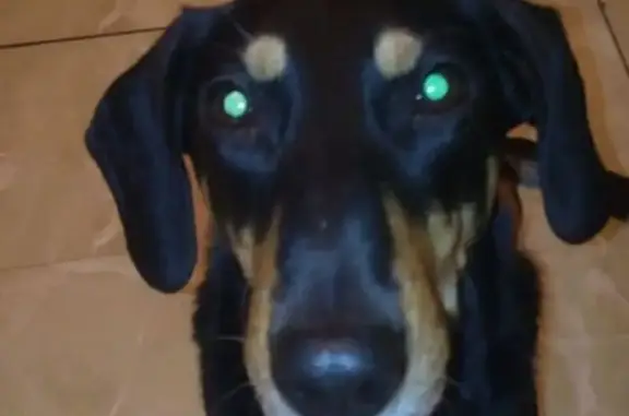 Пропала собака, Уфа, Башкортостан