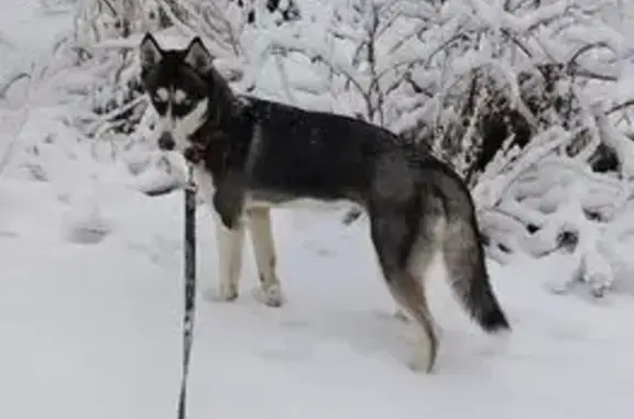 Собаки потеряшки, Новосибирск, фото: Потеряшка собака на Магаданской, Новосибирск