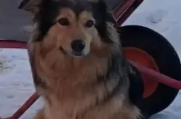 Пропала собака Лиза, д. Близнаки, Смоленск