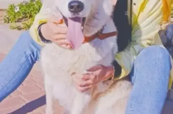 Пропала собака, ул. Курчатова, Октябрьское