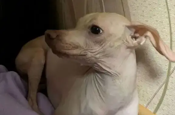 Найдена собака, Краснодар, фото: Найдена собака, улица Гоголя, 84/1, Краснодар