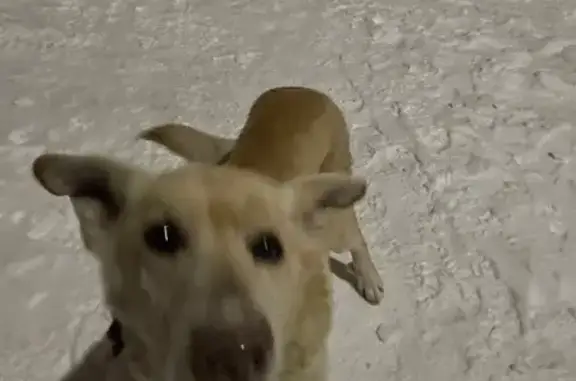 Найдена собака, Новосибирск, фото: Найдена собака, ул. Чехова 276, Новосибирск