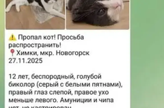 Пропал котик, Соколовская ул., Химки