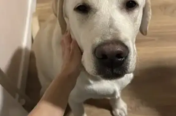 Пропала собака на Библиотечной, Екатеринбург