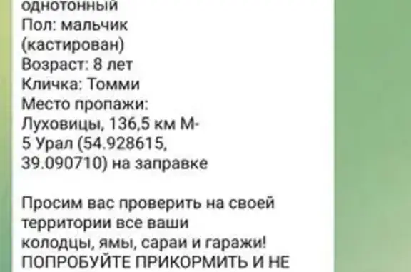 Пропала кошка, ул. Куйбышева 103, Луховицы