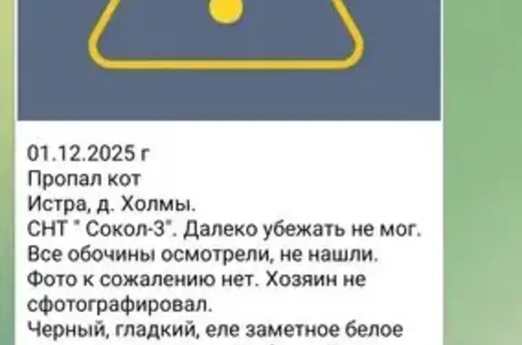 Пропала кошка, Холмы, МО