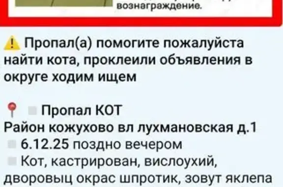 Пропал котик, Лухмановская 1, Москва