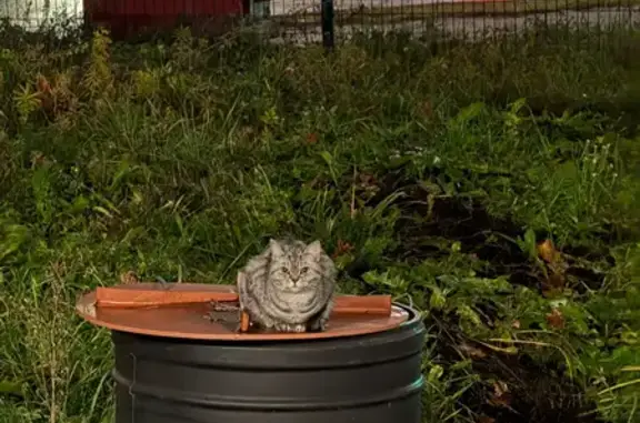 Найдена кошка, Чебоксары, фото: Кошка найдена: Солнечный бульвар, 4 к1