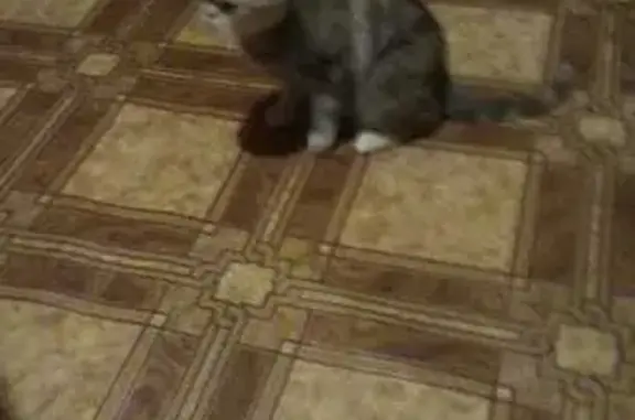 Пропала кошка, Фестивальная ул., Москва