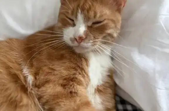 Кошки потеряшки, Мартемьяново, фото: Потеряшка рыжая кошка, Яблоневая 12