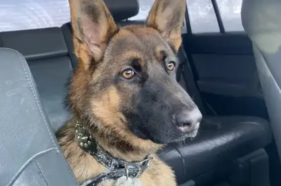 Пропала собака в с. Дальнее, Сахалинская область