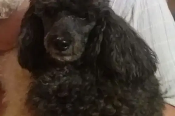 Собаки потеряшки, Новокузнецк, фото: Потеряшка собака, Транспортная 45, Новокузнецк