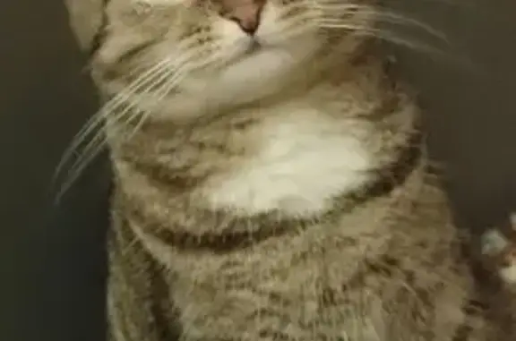 Пропала кошка, пр-т Маршала Жукова, Москва