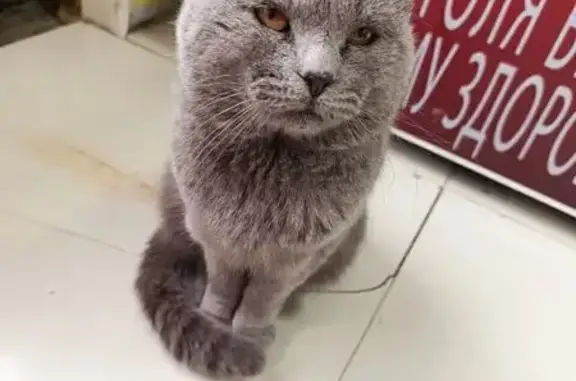 Пропал серый кот, Партизанская ул., Черниговка